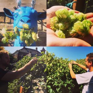Frank en Ferry plukken eerste hopbellen